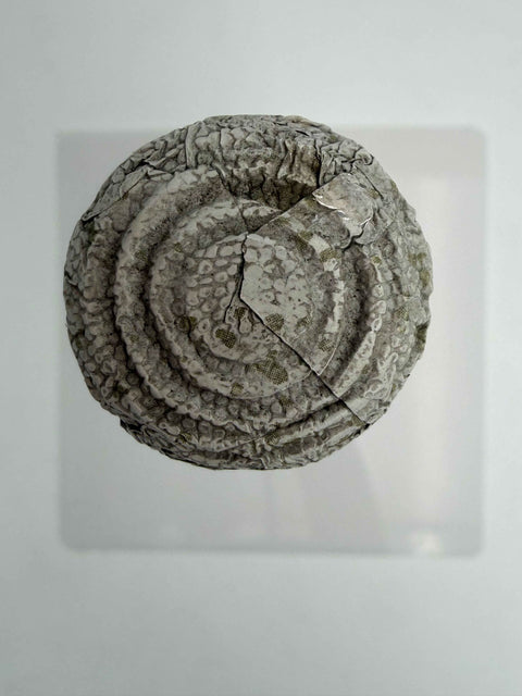 Champagne, Cordon Rouge, G.H. Mumm & C, 1966