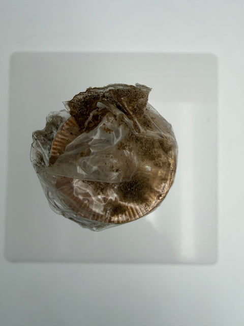 Vino Spanna, Antonio Vallana e Figlio, Montalbano 1974