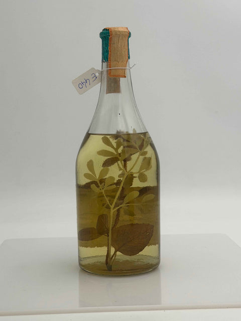 Grappa Romano Levi, grappa de una donna selvatica che cavalca la colina raccogliendo ruta e menta. 1981, 78