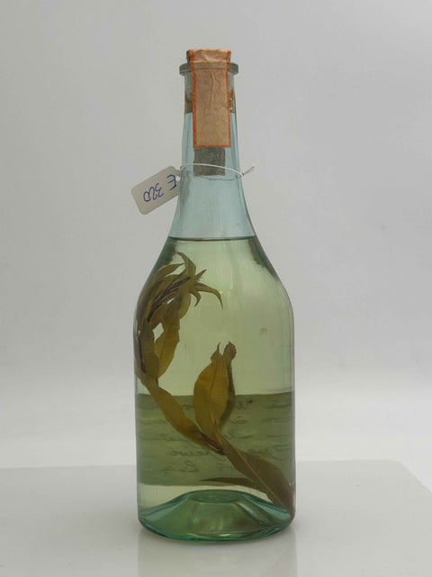 Grappa Romano Levi, grappa de una donna selvatica umma con Elia limoncina, 1994, 98