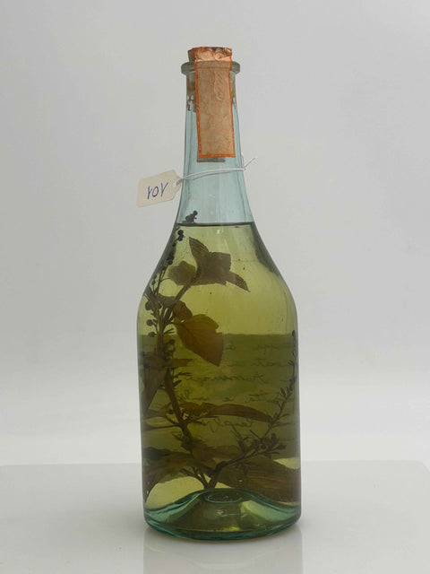 Grappa Romano Levi, Grappa di una donna selvatica umma con  assenzio e menta , 1994, 101