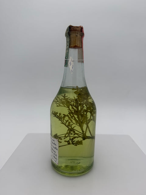 Grappa Romano Levi, grappa con erba Ruta, 1997, 144