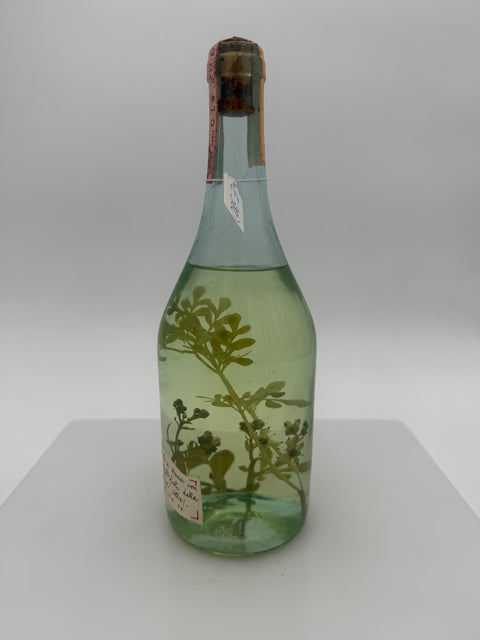 Grappa Romano Levi, grappa di una donna selvatica una con erbe ruta, 1988, 166