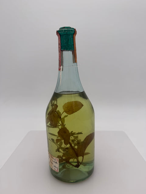 Grappa Romano Levi, Grappa de una donna selvatica con ruta e menta, 1984, 305
