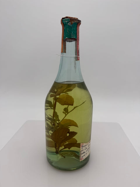 Grappa Romano Levi, Grappa de una donna selvatica con ruta e menta, 1984, 305